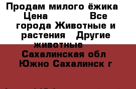 Продам милого ёжика › Цена ­ 10 000 - Все города Животные и растения » Другие животные   . Сахалинская обл.,Южно-Сахалинск г.